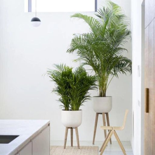 indoorplantmaintenanceservice