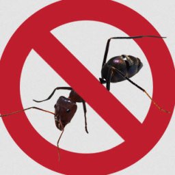 bugfree