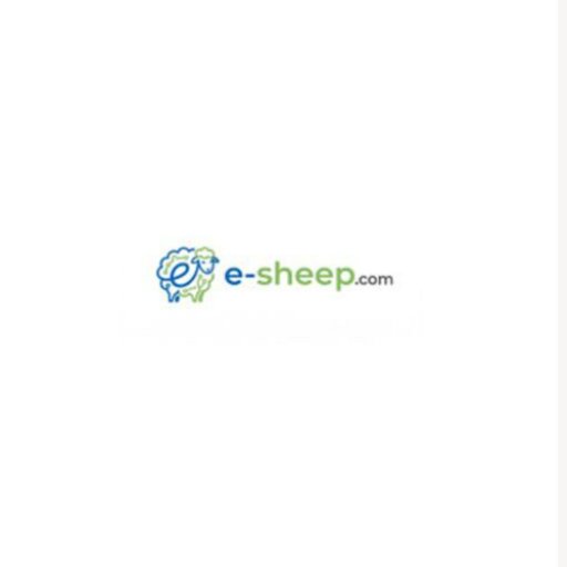 bongdaesheep