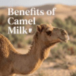Camelmilk12