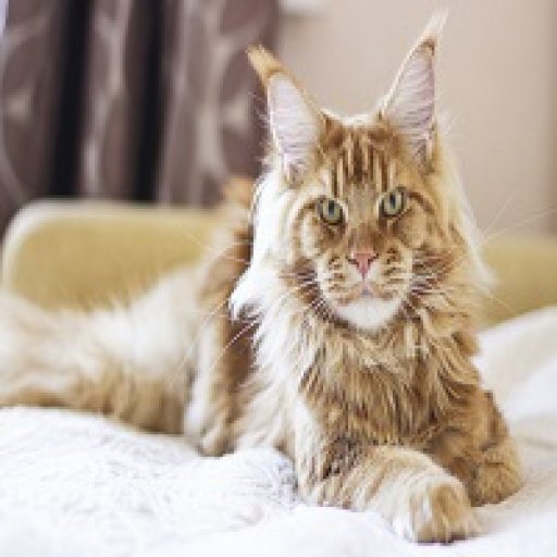 mainecoon