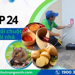 top-17-cach-duoi-chuot-hieu-qua-cuc-nhanh-va-an-toan