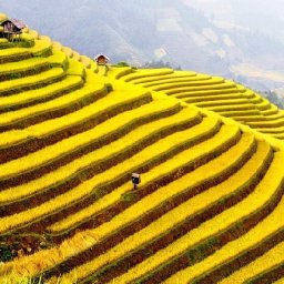 hoang-su-phi-rice-terraces-best-time-to-visit-and-3-notices