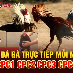 da-ga-truc-tiep-c1-xem-da-ga-thomo-hom-nay-13-04-2024