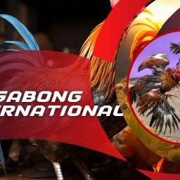 sabong-international-play-online-sabong-and-win-big