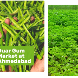 guar-gum-powder-manufacturer-supplier-exporter-importers-ashapura-proteins-ltd