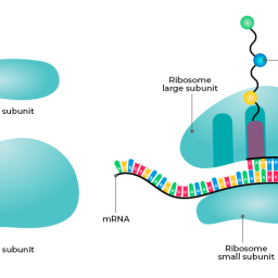 how-many-ribs-do-males-and-females-have-how-many-ribs-do-people-have