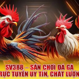 sv388-diem-da-ga-uy-tin-tro-thanh-ngoi-sao-so-1-chau-a