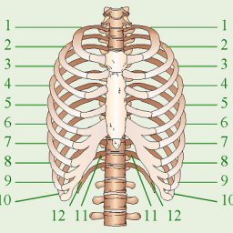 how-many-ribs-do-humans-have-are-men-missing-a-rib