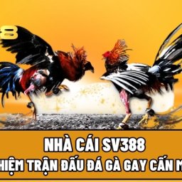 nha-cai-sv388-trai-nghiem-tran-dau-da-ga-gay-can-moi-ngay
