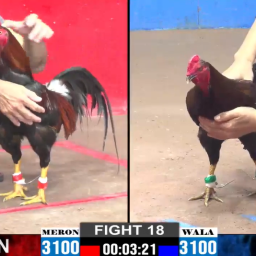 tong-hop-video-da-ga-cua-bao-sting-tai-thomo
