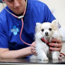 common-pet-issues-that-might-land-you-in-the-vet