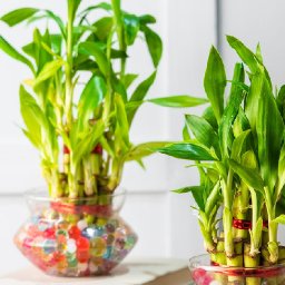 lucky-bamboo-buy-lucky-bamboo-plant-online-at-lowest-prices