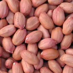 peanut-supplier-exporters-in-india-mg-international-export