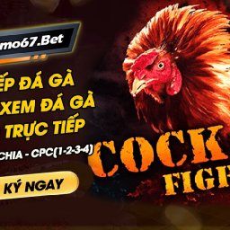 thomo67-da-ga-thomo-truc-tiep-doc-quyen-cpc1-3-4-5-live