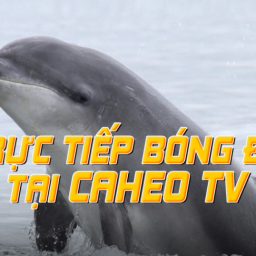 caheo-tv-xem-truc-tiep-bong-da-voi-day-du-tran-dau-nhat