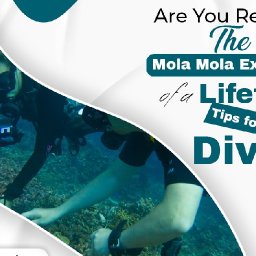 are-you-ready-for-the-mola-mola-experience-of-a-lifetime-tips-for-divers