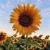 sunflower36002